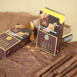 Xì Gà Lotus Mini Club