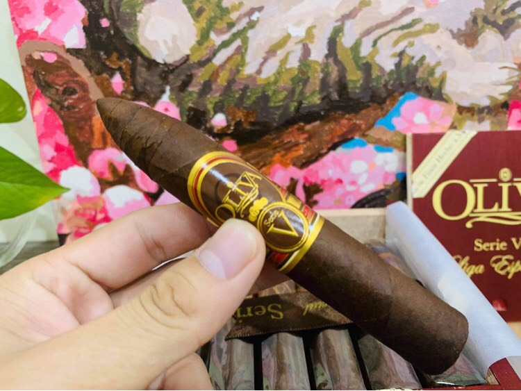 oliva 24 belicoso
